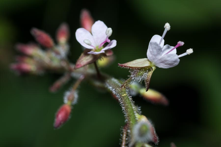 Circaea lutetiana / Erba maga comune